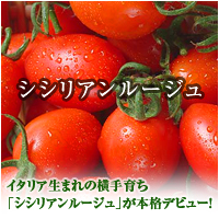 シシリアンルージュ
